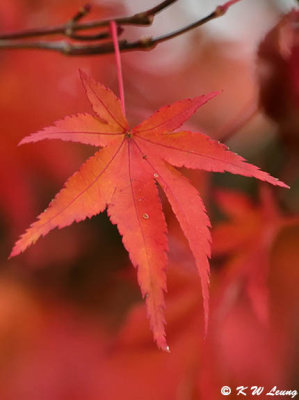 Maple leaf DSC_1792