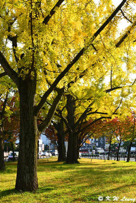 Ginkgo biloba trees outside Higashi Hongan-ji DSC_2271