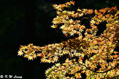 Maple tree @ Kurama-dera DSC_2656