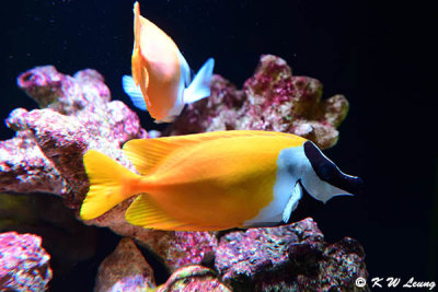 Fish DSC_1283