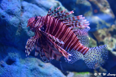 Lionfish DSC_1352