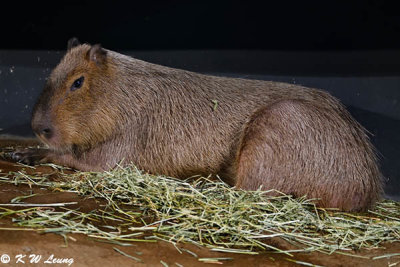 Capybara DSC_1361