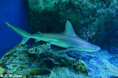 Shark DSC_1569