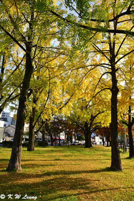 Ginkgo biloba trees outside Higashi Hongan-ji DSC_2277