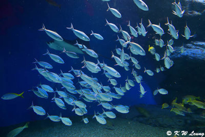 Fish DSC_1312