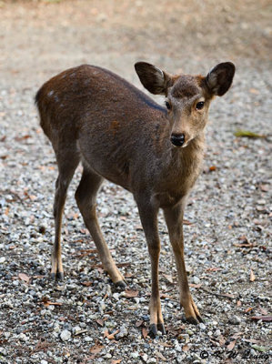 Deer DSC_3113