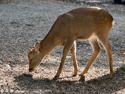 Deer DSC_3056