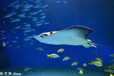 Devil ray DSC_1327