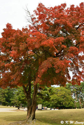 Maple tree DSC_2946