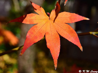 Maple leaf DSC_3317