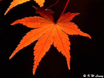 Maple leaf @ night DSC_3482