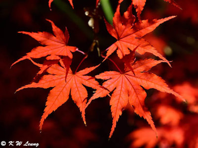 Maple leaves DSC_3504