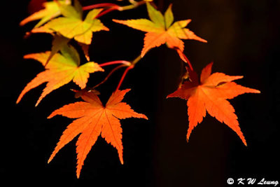 Maple leaves @ night DSC_3478
