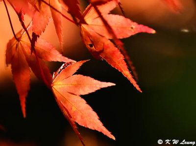 Maple leaves DSC_2324