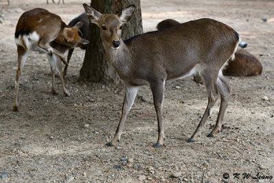 Deers DSC_2868
