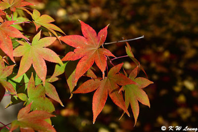 Maple leaves DSC_3314