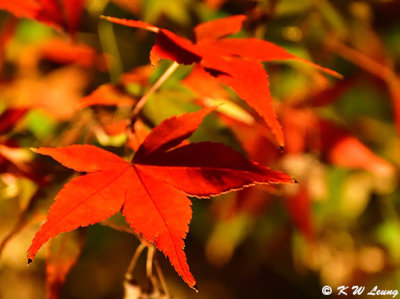 Maple leaves DSC_2450