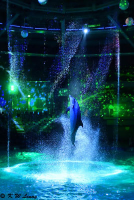 Dolphin show DSC_1488