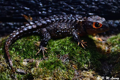 Red-eyed crocodile skink DSC_1362
