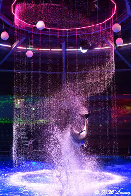 Dolphin show DSC_1521