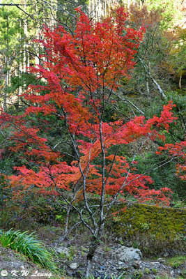 On the road to Kifune DSC_2678