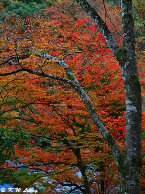 Kifune Shrine DSC_2766