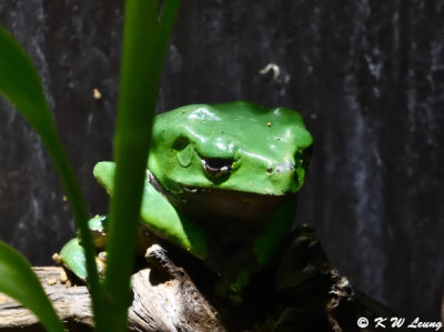 Frog DSC_1375