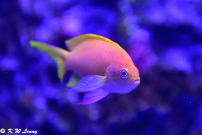 Fish DSC_1600