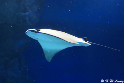 Devil ray DSC_1332