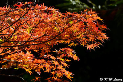 Maple leaves DSC_3046