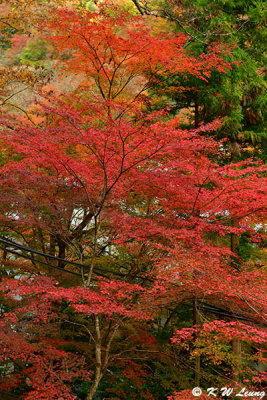 Kifune Shrine DSC_2728
