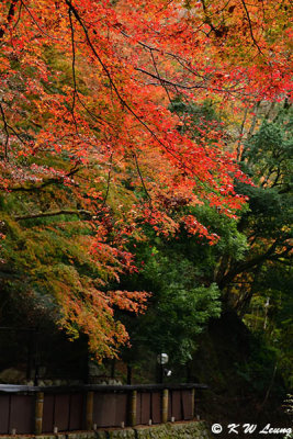 Kifune Shrine DSC_2747