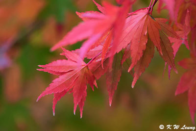 Maple leaves DSC_1831