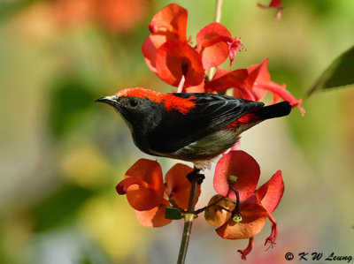 Scarlet-backed Flowerpecker DSC_4818 