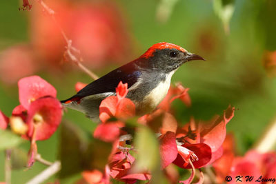 Scarlet-backed Flowerpecker DSC_4459