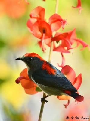 Scarlet-backed Flowerpecker DSC_4809