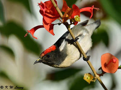 Scarlet-backed Flowerpecker DSC_4836