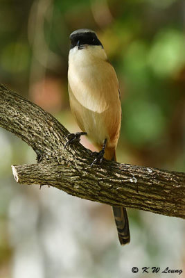 Long-tailed Shrike DSC_5039