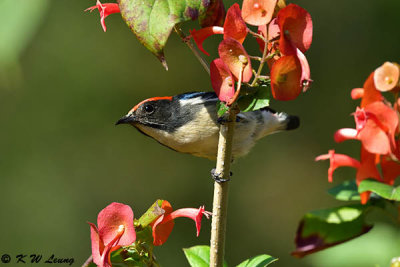 Scarlet-backed Flowerpecker DSC_5133
