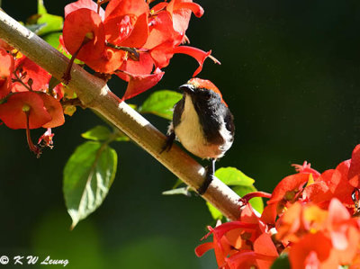 Scarlet-backed Flowerpecker DSC_5171