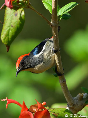 Scarlet-backed Flowerpecker DSC_5118