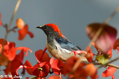 Scarlet-backed Flowerpecker DSC_4532