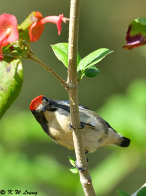 Scarlet-backed Flowerpecker DSC_5117