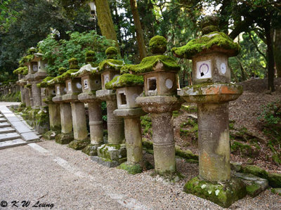 Stone lanterns, Kasuga Taisha Shrine DSC_3064