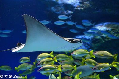 Devil ray DSC_1335