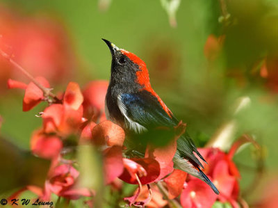 Scarlet-backed Flowerpecker DSC_4467