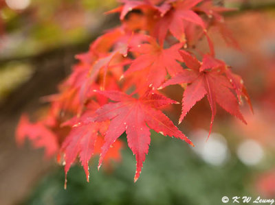 Maple leaves DSC_1767