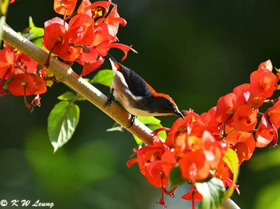 Scarlet-backed Flowerpecker DSC_5167