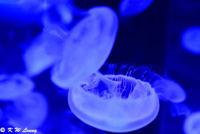 Jellyfish DSC_1298
