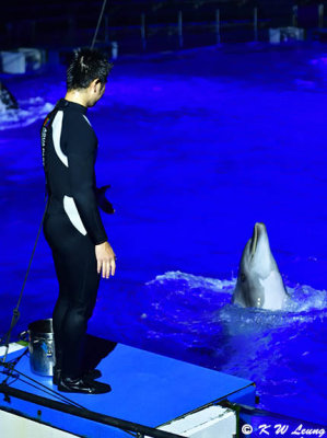 Dolphin show DSC_1417